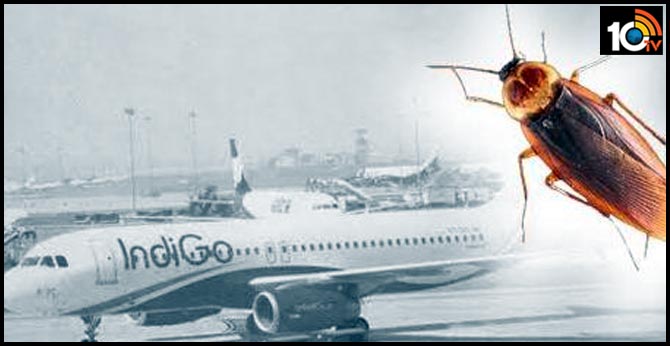 IndiGo asked to compensate cockroach on Pune-Delhi flight