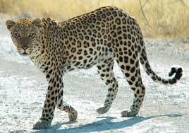 Leopard wandering around Rajendranagar Agriculture university