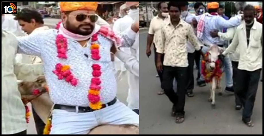 indore-groom-parade-sitting-on-donkey-in-madhyaradesh1
