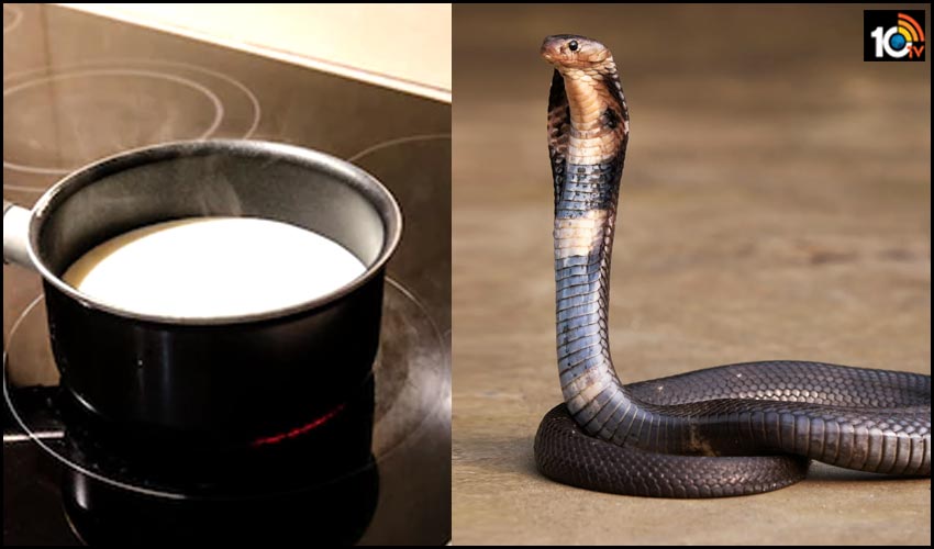 up-girl-twins-dies-after-drinking-snake-milk-in-up-ghazipur-chotpur-village