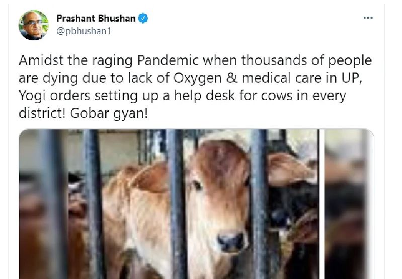 Cow Twi