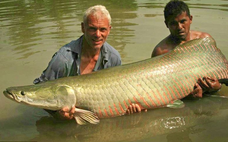 Fish