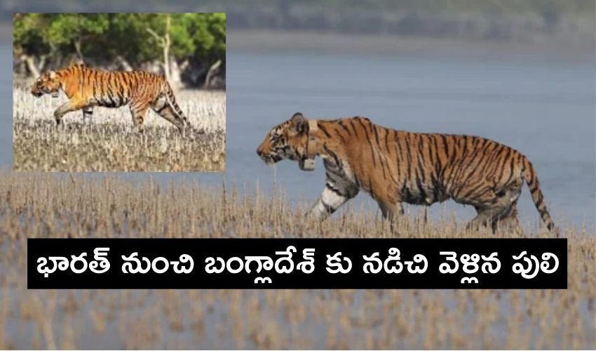 10TV Telugu News