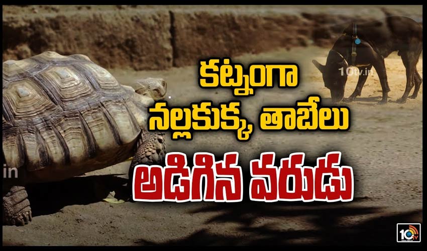 10TV Telugu News