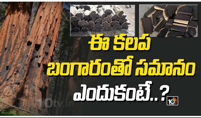 10TV Telugu News
