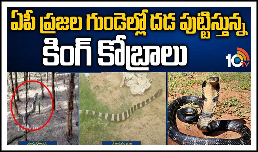 10TV Telugu News