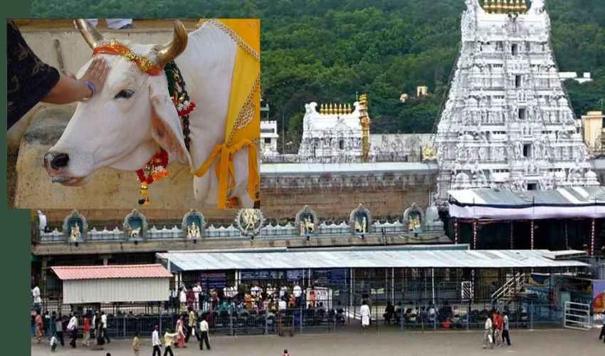 Cow Maha Sammelanam : తిరుపతి మహతి కళాక్షేత్రంలో రెండు రోజులపాటు గో మహా సమ్మేళనం | Cow Maha Sammelanam will be held today and tomorrow at Mahathi Kalakshetra in Tirupati