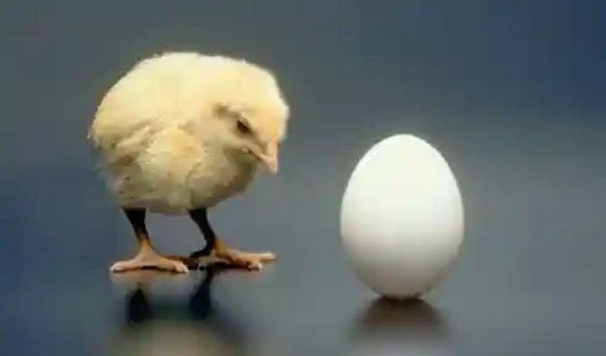 Chicken or Egg?: కోడి ముందా? గుడ్డు ముందా? సైంటిస్ట్‌లు సమాధానం కనిపెట్టేశారు | What Came First, Chicken or Egg? We Finally Know the Answer