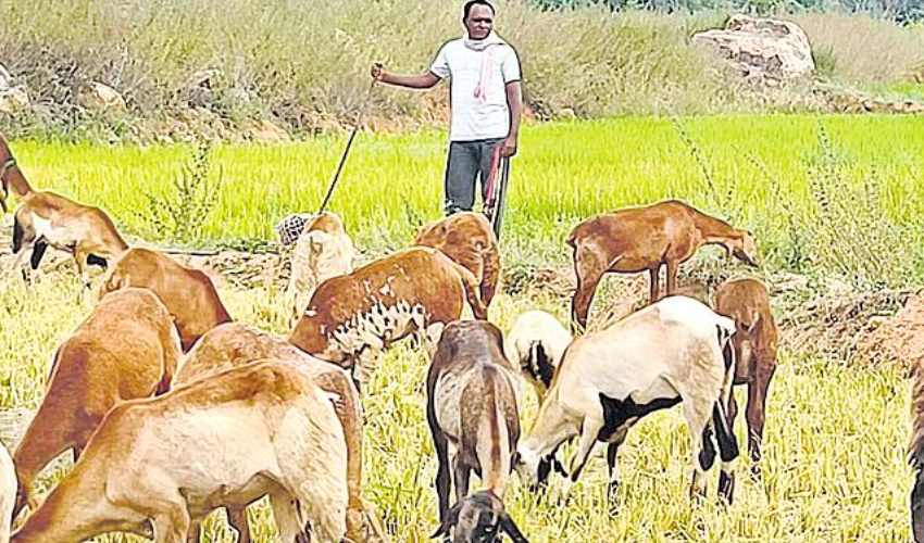 MPTC : గొర్రెల కాపరిగా మారిన ఎంపీటీసీ.. రోజు కూలి రూ.500 | TRS MPTC who became a shepherd due to lack of funds