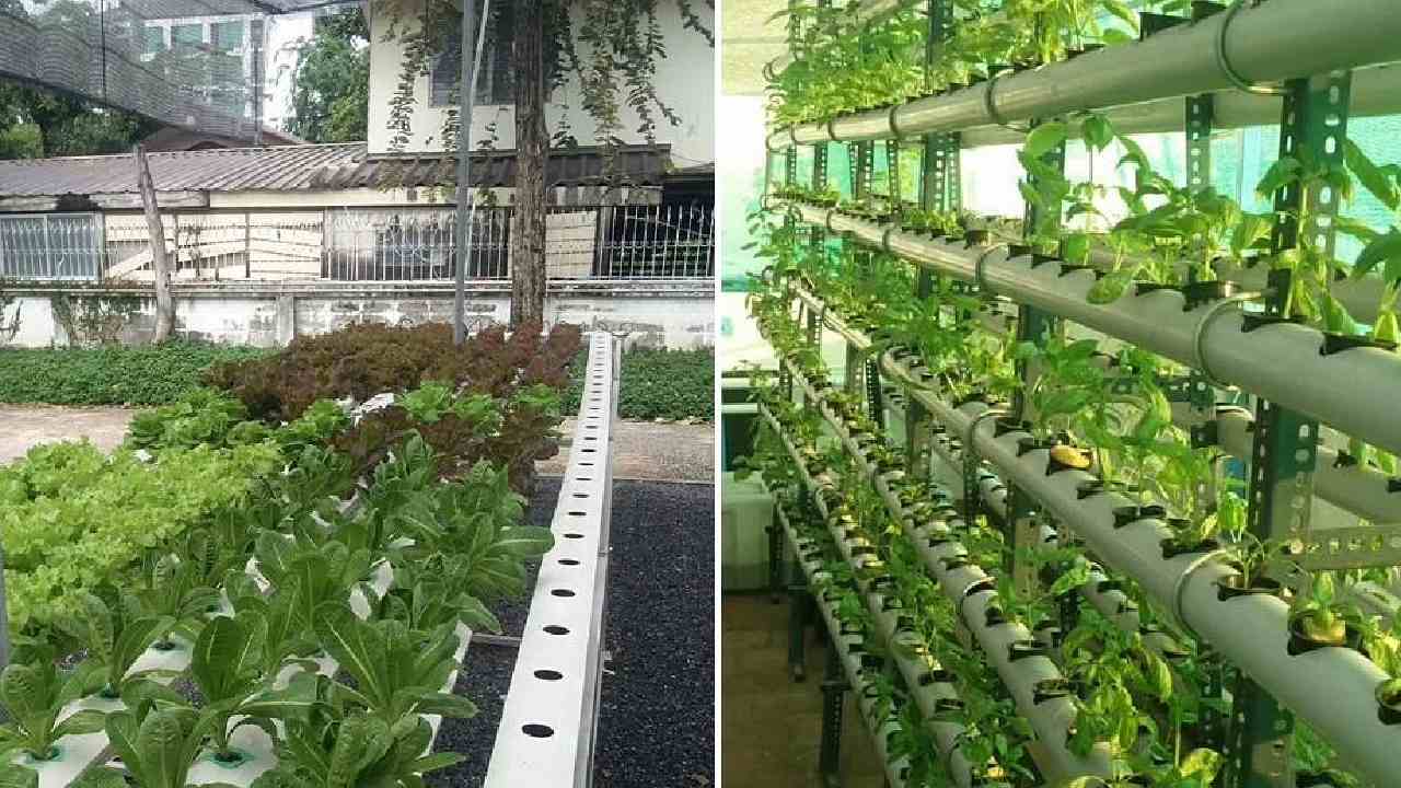 Urban Farming: తన మూడంతస్థుల ఇంటిలో 10,000 మొక్కలు పెంచుతున్న ఉత్తరప్రదేశ్ వాసి | This Man Covered His 3-storey House In Uttar Pradesh With 10,000 Plants